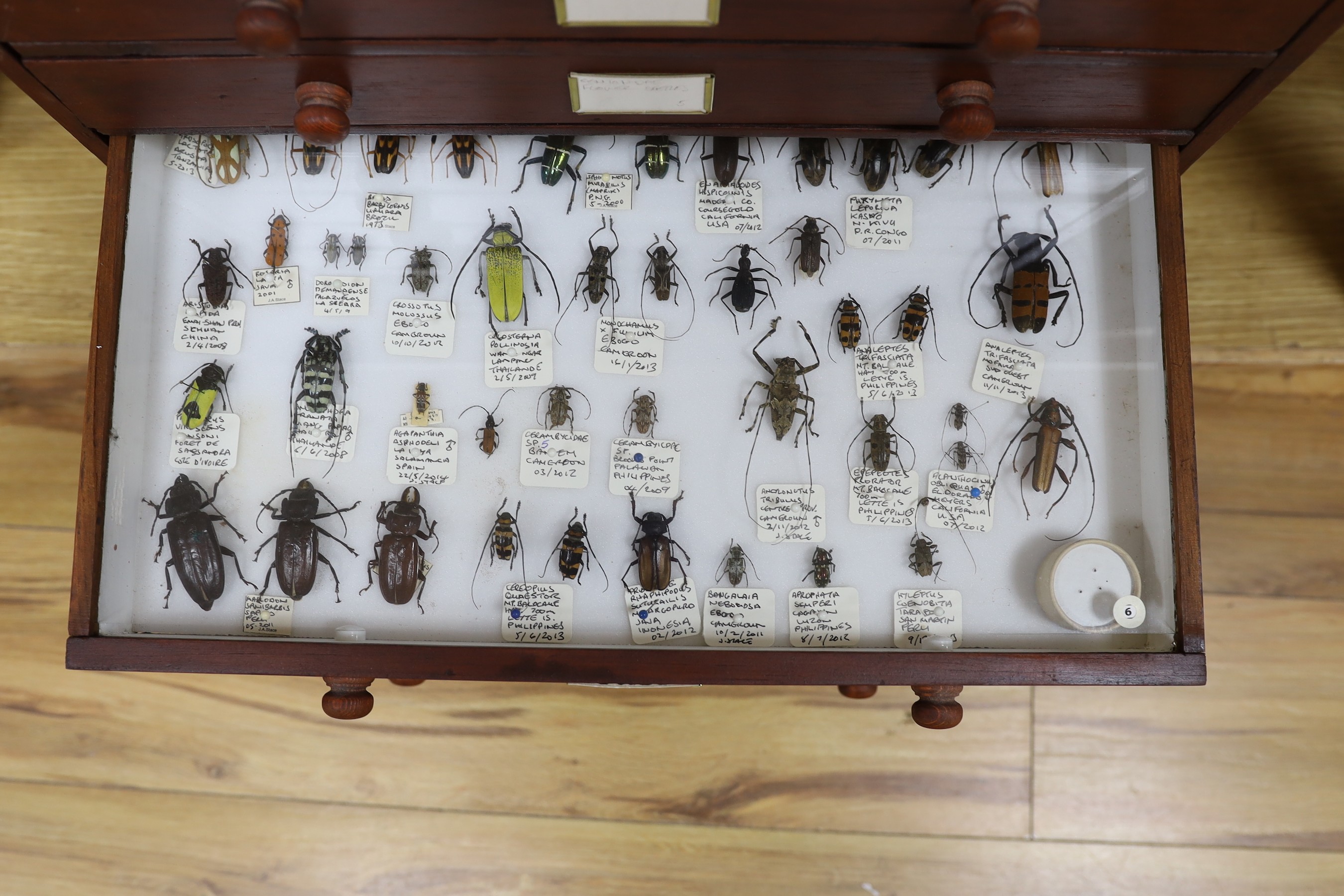 Entomology - A collection of World beetle specimens in a chest of eight drawers, 54.5 cm high, 48 cm wide, 29.5 cm deep
